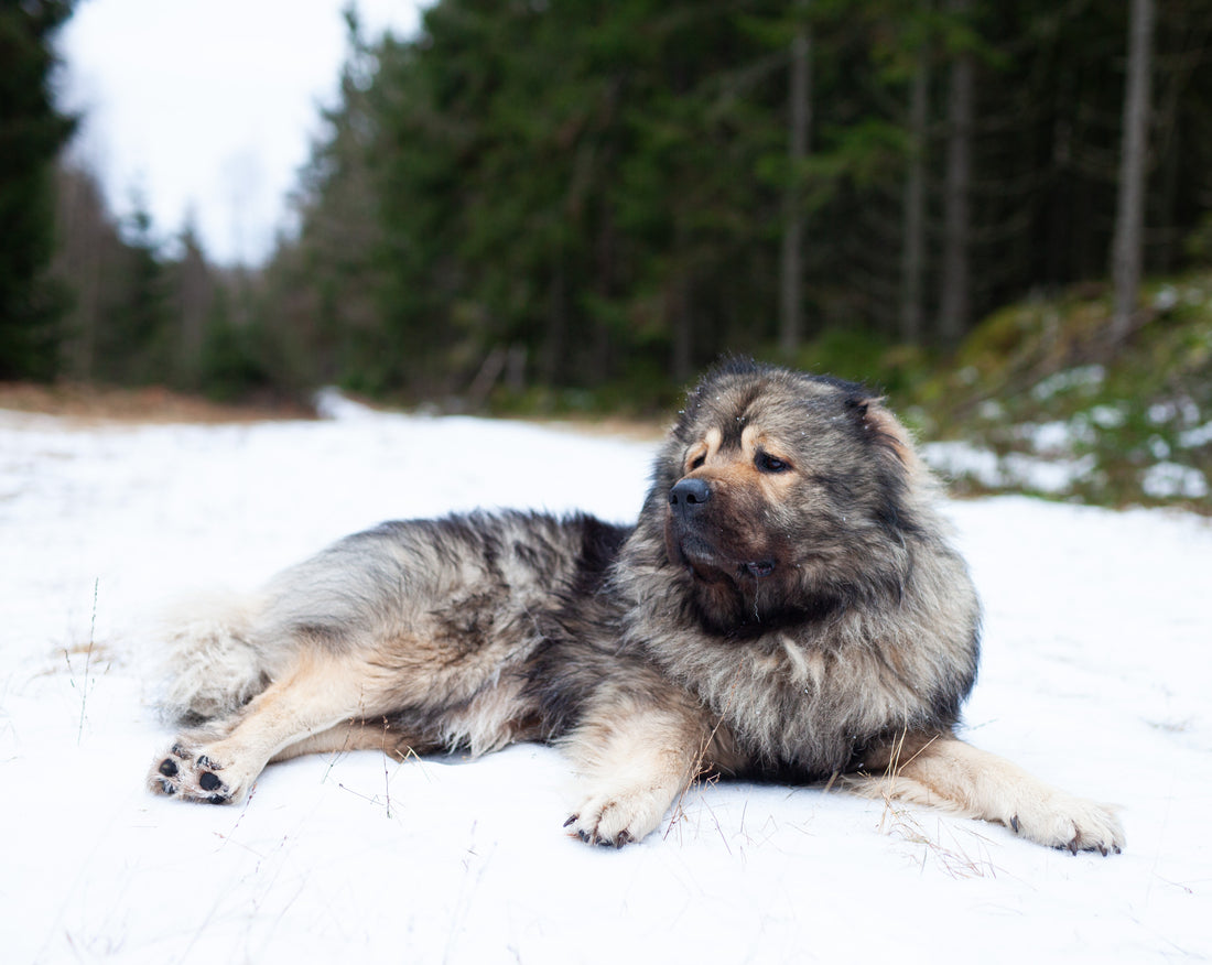 A dog companion can assist your mental health