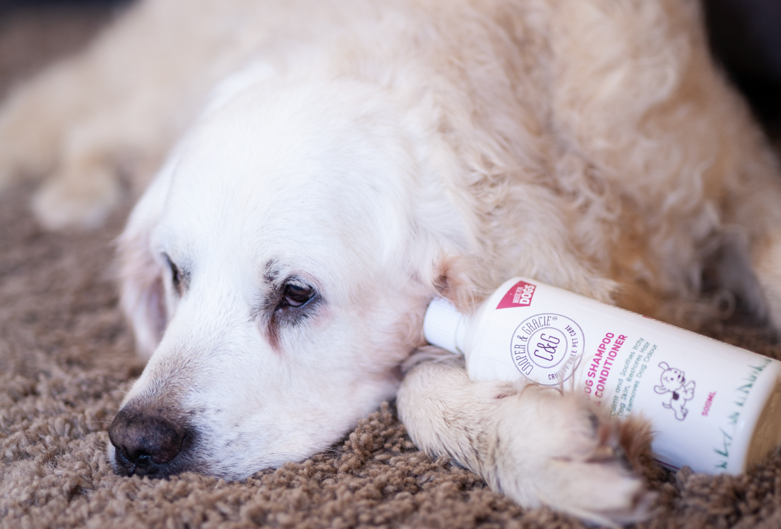 Five reasons to wash your dog regularly