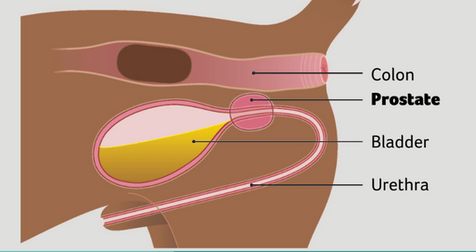 Understanding Prostatitis in Large Dogs: Causes, Types, and Treatment