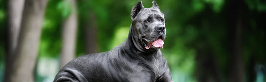 Are Cane Corsos Dangerous? Understanding the Breed and How to Prevent Aggression