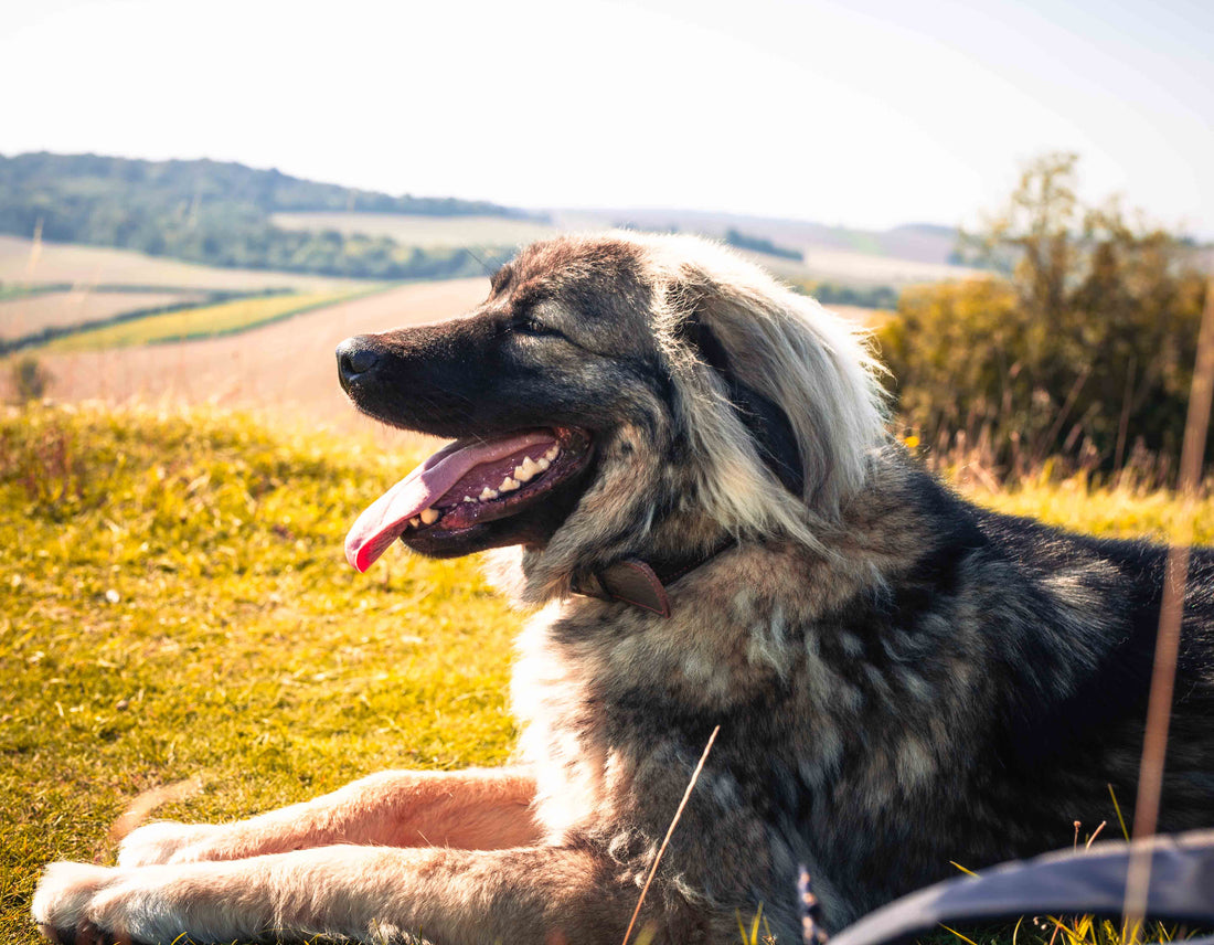 Five reasons to love large dogs