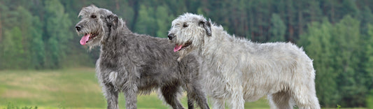 The Origins and Breeding of Irish Wolfhounds