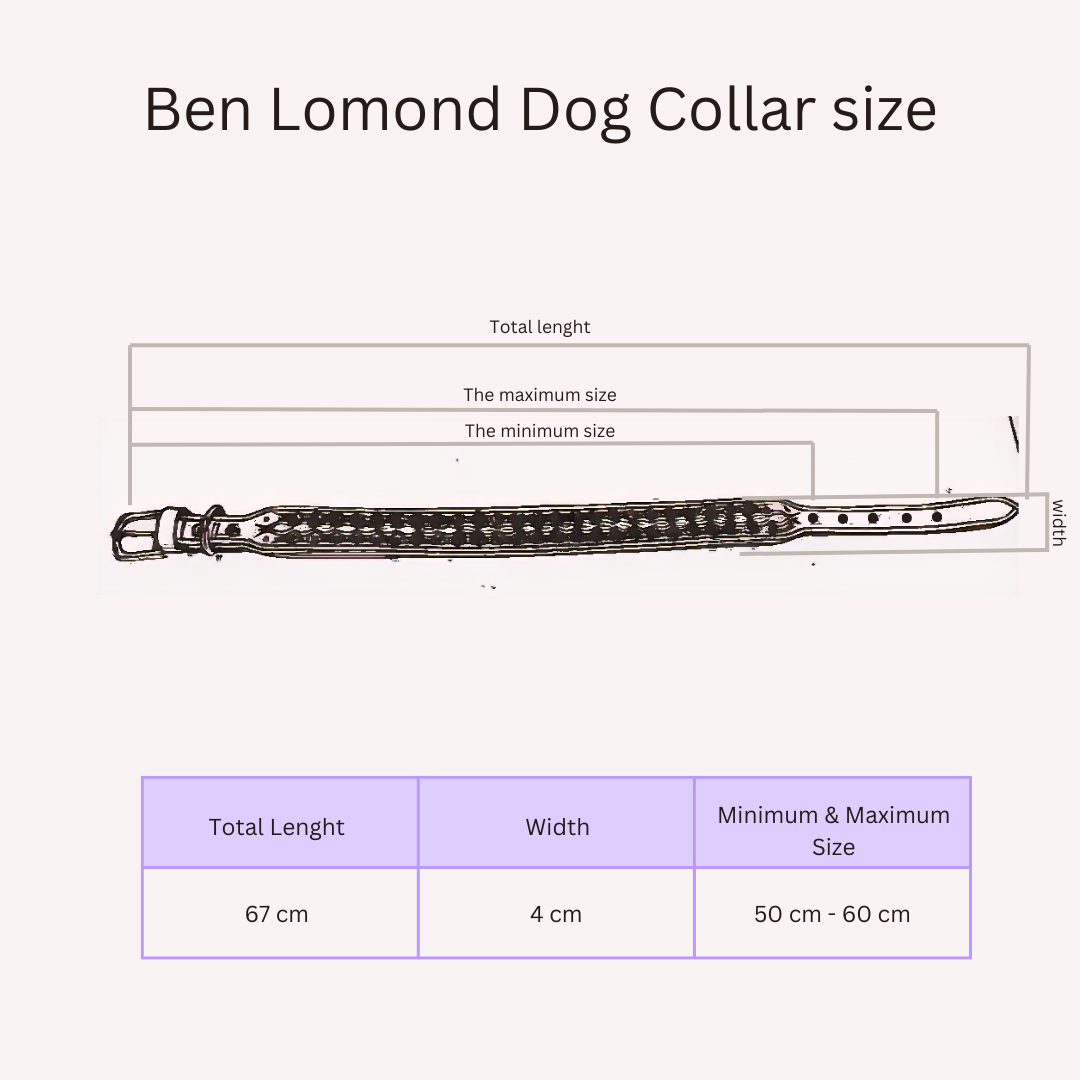 Leather Dog Collar With a Handle